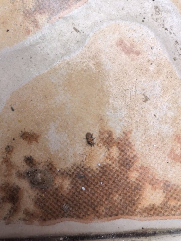 家里突现“怪虫”成群爬墙进屋？专家：是草履蚧，对人体无害