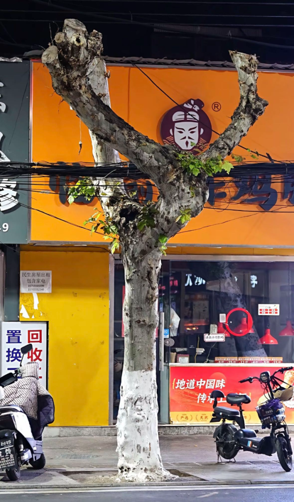 太优雅！和县这棵 “瑜伽树” 火了，打卡还能享商家优惠