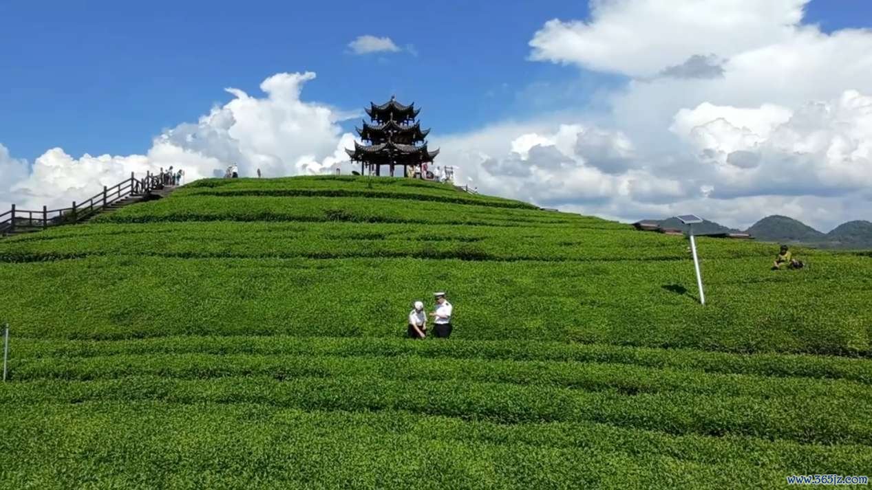 宣恩县伍家台茶园